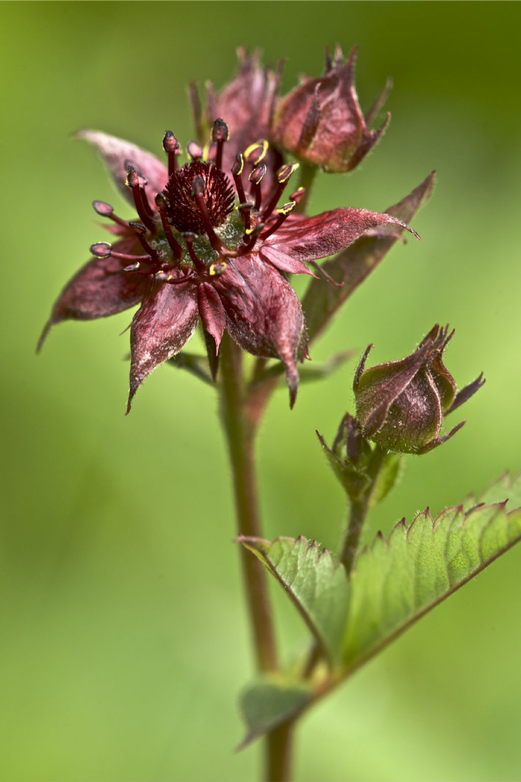 Potentilla palustris